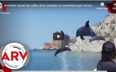 Los animales estan retomando las ciudades